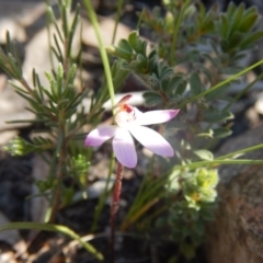 Caladenia fuscata (Dusky Fingers) at Bruce, ACT - 27 Sep 2015 by MichaelMulvaney