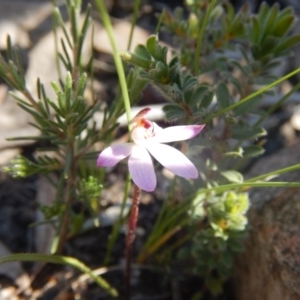 Caladenia fuscata at Undefined Area - suppressed