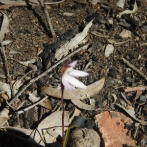 Caladenia fuscata at Bruce, ACT - 27 Sep 2015