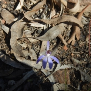 Cyanicula caerulea at Point 751 - 27 Sep 2015