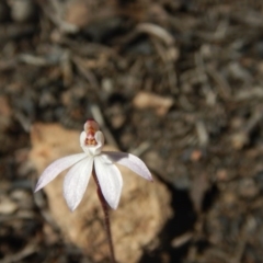 Caladenia fuscata (Dusky Fingers) at Point 751 - 27 Sep 2015 by MichaelMulvaney