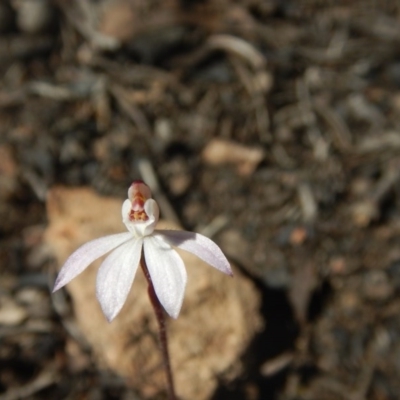 Caladenia fuscata (Dusky Fingers) at Gossan Hill - 27 Sep 2015 by MichaelMulvaney