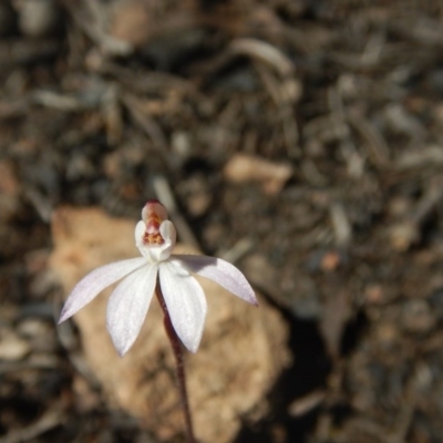 Caladenia fuscata (Dusky Fingers) at Point 751 - 27 Sep 2015 by MichaelMulvaney