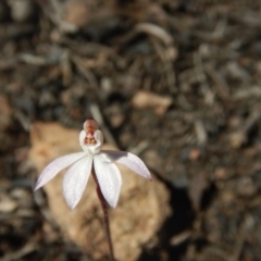 Caladenia fuscata (Dusky fingers) at Point 751 - 27 Sep 2015 by MichaelMulvaney