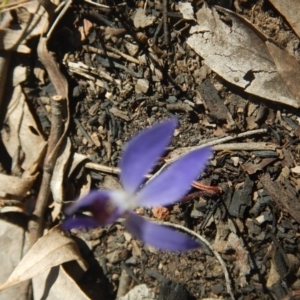 Cyanicula caerulea at Point 751 - 27 Sep 2015