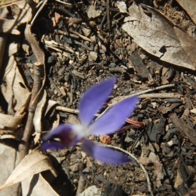 Cyanicula caerulea (Blue Fingers, Blue Fairies) at Gossan Hill - 27 Sep 2015 by MichaelMulvaney