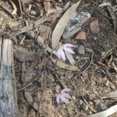 Caladenia fuscata (Dusky Fingers) at Bruce, ACT - 27 Sep 2015 by MichaelMulvaney