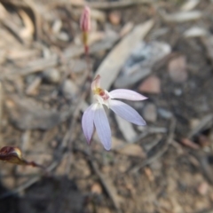 Caladenia fuscata at Point 751 - 27 Sep 2015