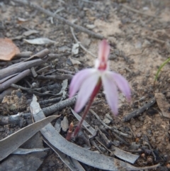 Caladenia fuscata (Dusky Fingers) at Bruce, ACT - 27 Sep 2015 by MichaelMulvaney