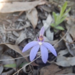 Cyanicula caerulea (Blue Fingers, Blue Fairies) at Bruce, ACT - 27 Sep 2015 by MichaelMulvaney