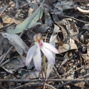 Caladenia fuscata at Point 751 - 27 Sep 2015