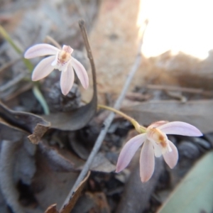 Caladenia fuscata at Point 751 - 27 Sep 2015