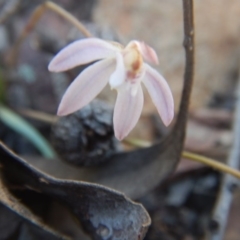 Caladenia fuscata at Point 751 - 27 Sep 2015