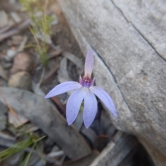 Cyanicula caerulea (Blue Fingers, Blue Fairies) at Point 751 - 27 Sep 2015 by MichaelMulvaney