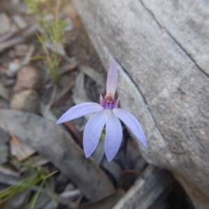 Cyanicula caerulea at Point 751 - 27 Sep 2015