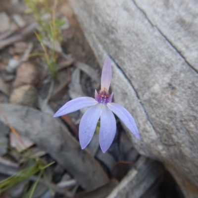 Cyanicula caerulea (Blue Fingers, Blue Fairies) at Bruce, ACT - 27 Sep 2015 by MichaelMulvaney
