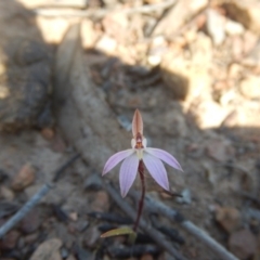 Caladenia fuscata (Dusky Fingers) at Bruce, ACT - 27 Sep 2015 by MichaelMulvaney