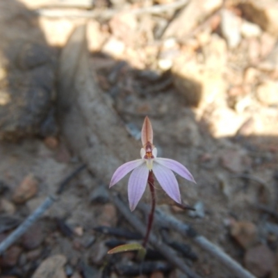 Caladenia fuscata (Dusky Fingers) at Bruce, ACT - 27 Sep 2015 by MichaelMulvaney