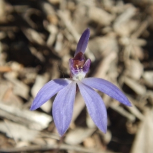 Cyanicula caerulea at Bruce, ACT - 27 Sep 2015