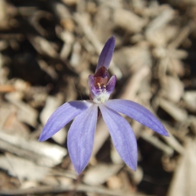 Cyanicula caerulea (Blue Fingers, Blue Fairies) at Bruce, ACT - 27 Sep 2015 by MichaelMulvaney