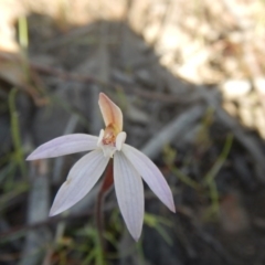 Caladenia fuscata (Dusky Fingers) at Gossan Hill - 27 Sep 2015 by MichaelMulvaney