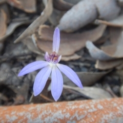 Cyanicula caerulea (Blue Fingers, Blue Fairies) at Point 751 - 27 Sep 2015 by MichaelMulvaney