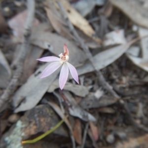 Caladenia fuscata at Undefined Area - suppressed