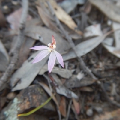 Caladenia fuscata (Dusky Fingers) at Gossan Hill - 27 Sep 2015 by MichaelMulvaney