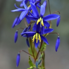 Stypandra glauca (Nodding Blue Lily) at Wanniassa Hill - 26 Sep 2015 by Jek