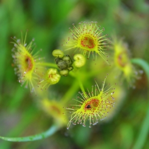 Drosera sp. at Wanniassa Hill - 26 Sep 2015