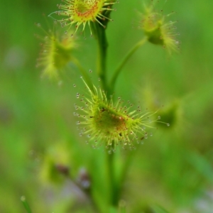 Drosera sp. at Wanniassa Hill - 26 Sep 2015