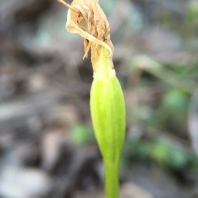 Pterostylis pedunculata (Maroonhood) at Belconnen, ACT - 28 Sep 2015 by JasonC