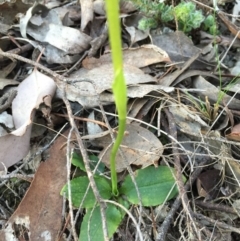 Pterostylis pedunculata at Belconnen, ACT - 28 Sep 2015