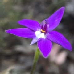 Glossodia major (Wax Lip Orchid) at Belconnen, ACT - 27 Sep 2015 by JasonC