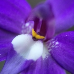 Glossodia major at Belconnen, ACT - 28 Sep 2015