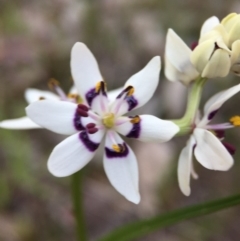 Wurmbea dioica subsp. dioica (Early Nancy) at Aranda Bushland - 27 Sep 2015 by JasonC