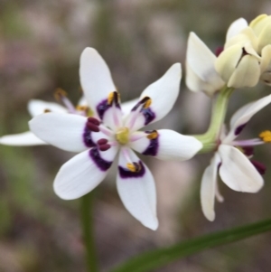 Wurmbea dioica subsp. dioica at Belconnen, ACT - 28 Sep 2015 08:49 AM