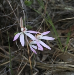 Caladenia fuscata (Dusky Fingers) at Belconnen, ACT - 27 Sep 2015 by JasonC