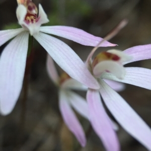 Caladenia fuscata at Belconnen, ACT - suppressed