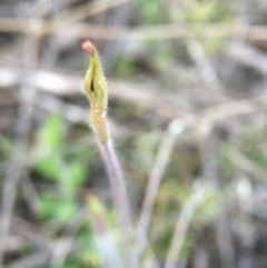 Caladenia atrovespa (Green-comb Spider Orchid) at Belconnen, ACT - 27 Sep 2015 by JasonC