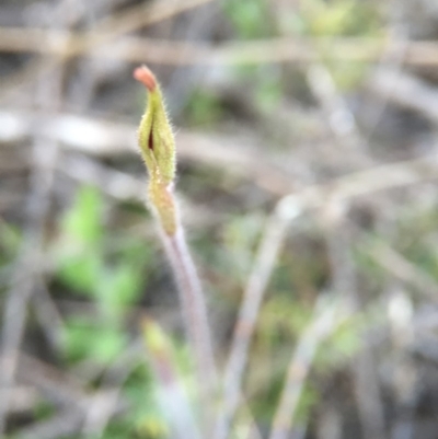 Caladenia atrovespa (Green-comb Spider Orchid) at Belconnen, ACT - 27 Sep 2015 by JasonC