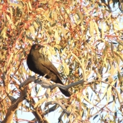 Corcorax melanorhamphos (White-winged Chough) at Tuggeranong DC, ACT - 4 Aug 2014 by MichaelBedingfield