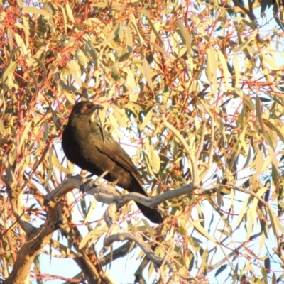 Corcorax melanorhamphos (White-winged Chough) at Tuggeranong DC, ACT - 4 Aug 2014 by michaelb