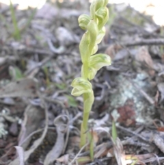 Hymenochilus sp. (A Greenhood Orchid) at Majura, ACT - 28 Sep 2015 by SilkeSma