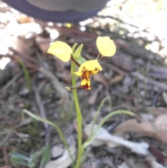 Diuris sulphurea (Tiger Orchid) at Majura, ACT - 28 Sep 2015 by SilkeSma