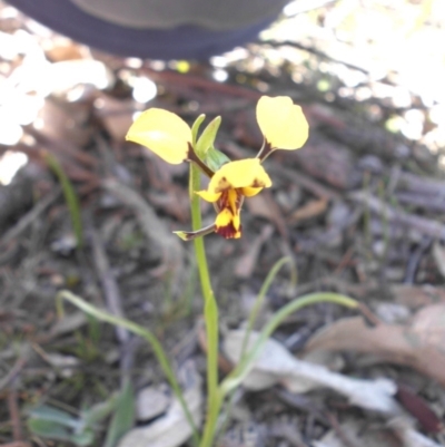 Diuris sulphurea (Tiger Orchid) at Mount Ainslie - 27 Sep 2015 by SilkeSma