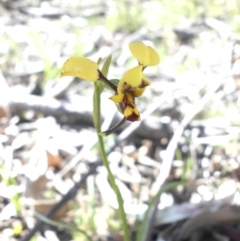 Diuris sulphurea at Majura, ACT - 28 Sep 2015