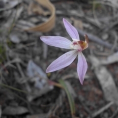 Caladenia fuscata (Dusky Fingers) at Majura, ACT - 28 Sep 2015 by SilkeSma