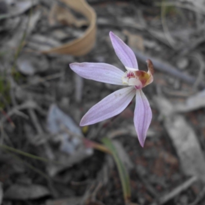 Caladenia fuscata (Dusky Fingers) at Majura, ACT - 28 Sep 2015 by SilkeSma