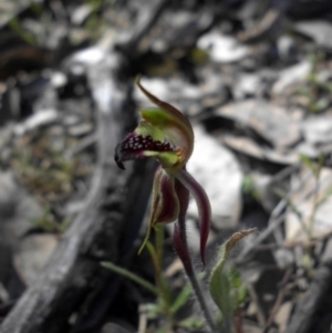 Caladenia actensis at suppressed - 28 Sep 2015